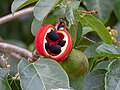 Ripe fruit