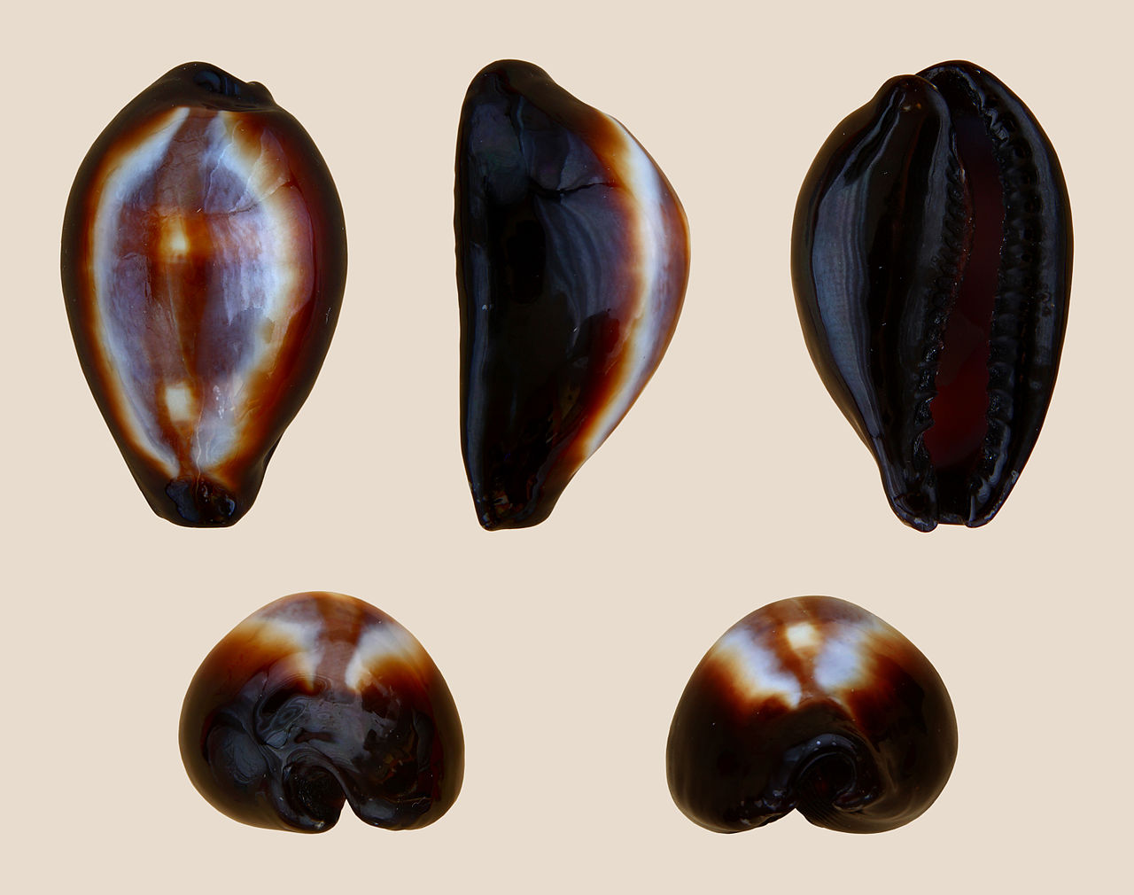 Erronea onyx 01.JPG