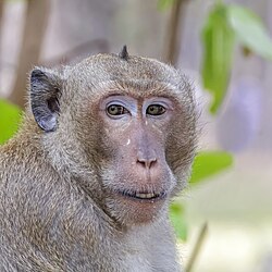 adult male, Cambodia