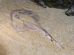 A fanray on top of and partially buried in a sandy sea floor