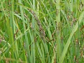 Hopper band in Iku-Katavi, Tanzania
