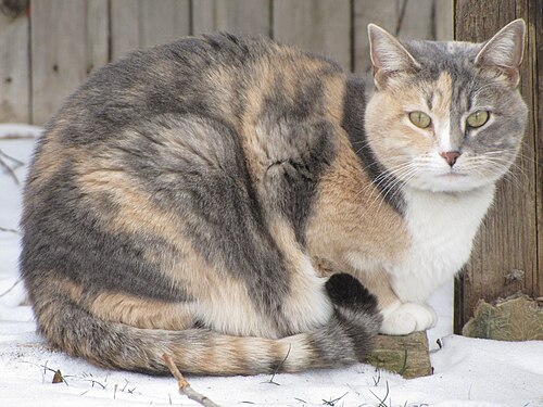 Blue tortoiseshell tabby and white