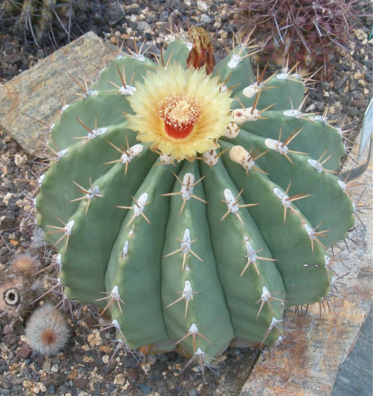 Ferocactus pottsii pottsii BotGardBln07122011E.jpg