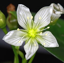Closeup of flower ( 20 mm in diameter)