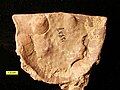 Petrocrania (small rounded shells) encrusting an Ordovician strophomenide brachiopod