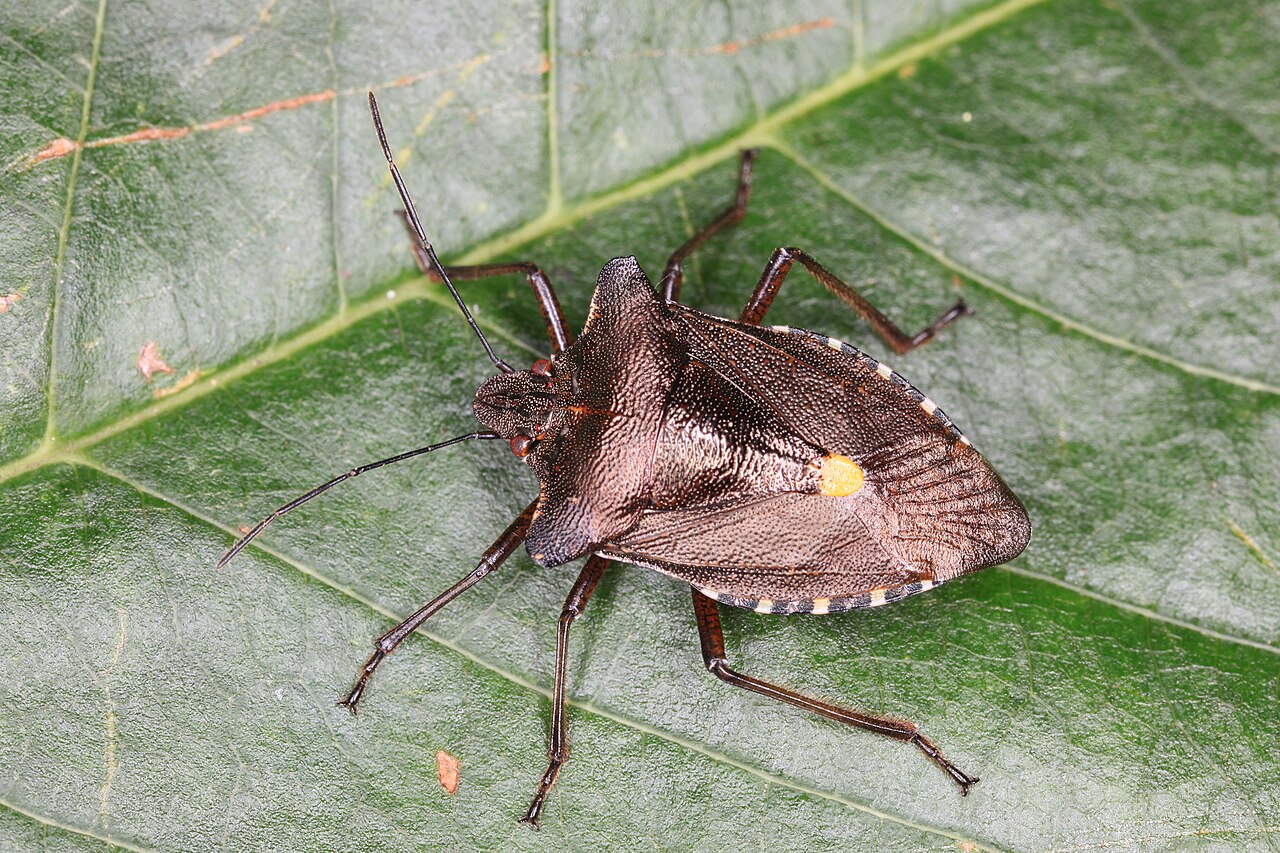 Pentatoma rufipes at a cherry leaf.jpg
