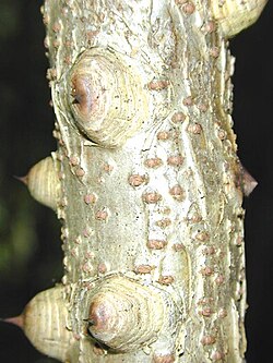 Raised prickles on the stem of Caesalpinia decapetala.