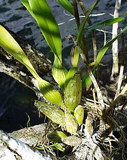 Sympodial: Prosthechea fragrans, pseudobulb from multiple internodes, leaves dying off at the back