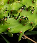 Nymph from San Marcos, Texas