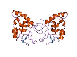 Crystal structure of a dimerized Cysteine-Rich Domain from Mouse Frizzled 8.