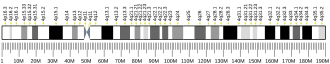 Chromosome 4 (human)