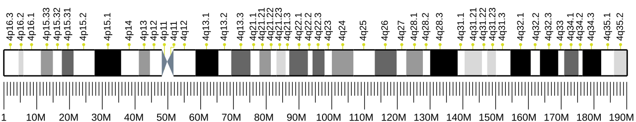 Human chromosome 4 ideogram.svg