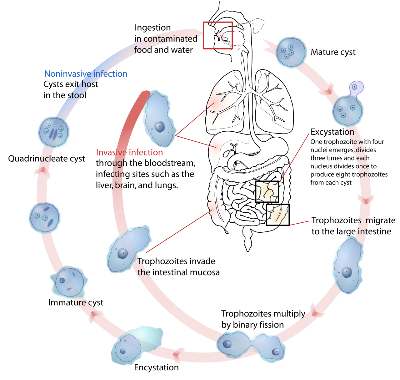 Entamoeba histolytica life cycle-en.svg