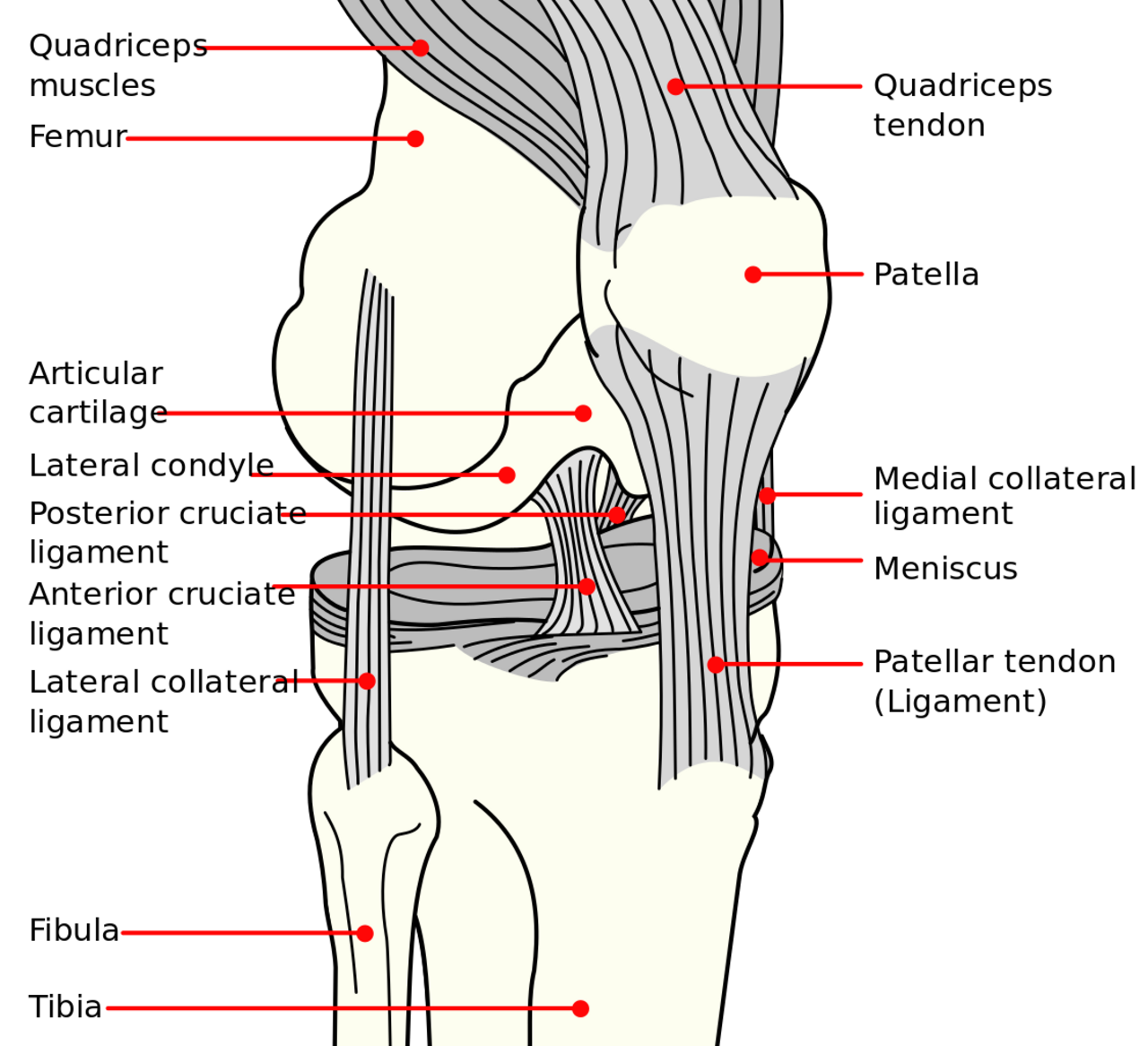 Knee diagram.png