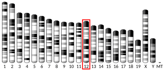 Chromosome 12 (mouse)