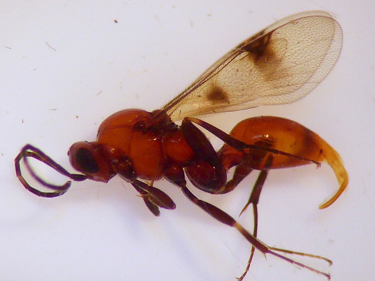 Fustiserphus longiceps, Lincoln, New Zealand imported from iNaturalist photo 64925114.jpg