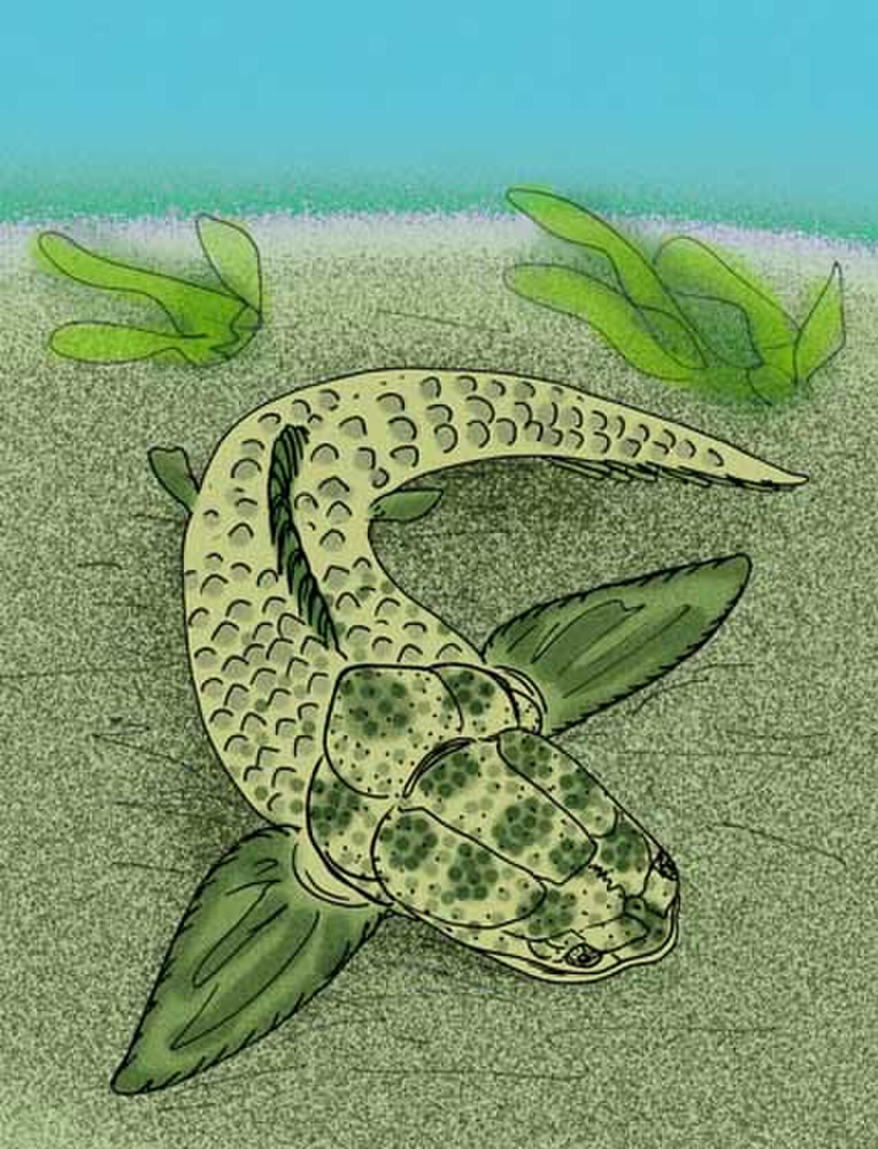 Tityosteus rieversi.jpg
