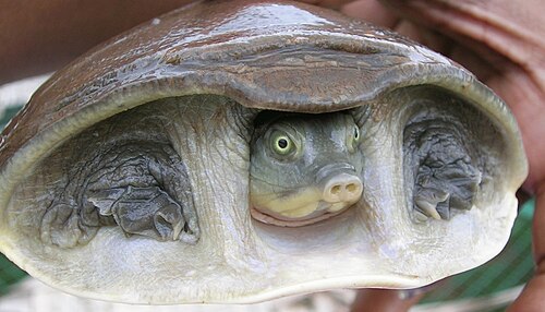 Head and front legs