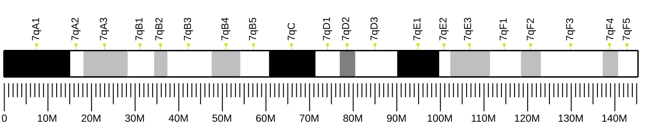Ideogram of house mouse chromosome 7.svg