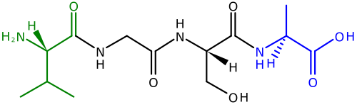 A polypeptide with four amino acids linked together. At the left is the N-terminus, with its amino (H2N) group in green. The blue C-terminus, with its carboxyl group (CO2H) is at the right.
