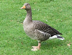 A greylag goose (Anser anser)
