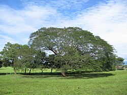 A large, green tree with a wide canopy (species Enterolobium cyclocarpum) stands in a field of green grass. The sky is blue with white clouds.