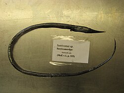 Serrivomer sp. (Serrivomeridae)