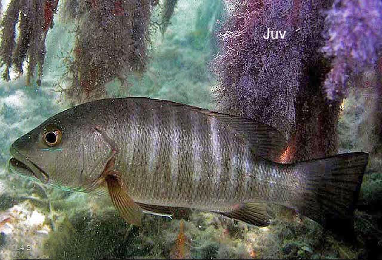 Lutjanus cyanopterus juvenile.jpg