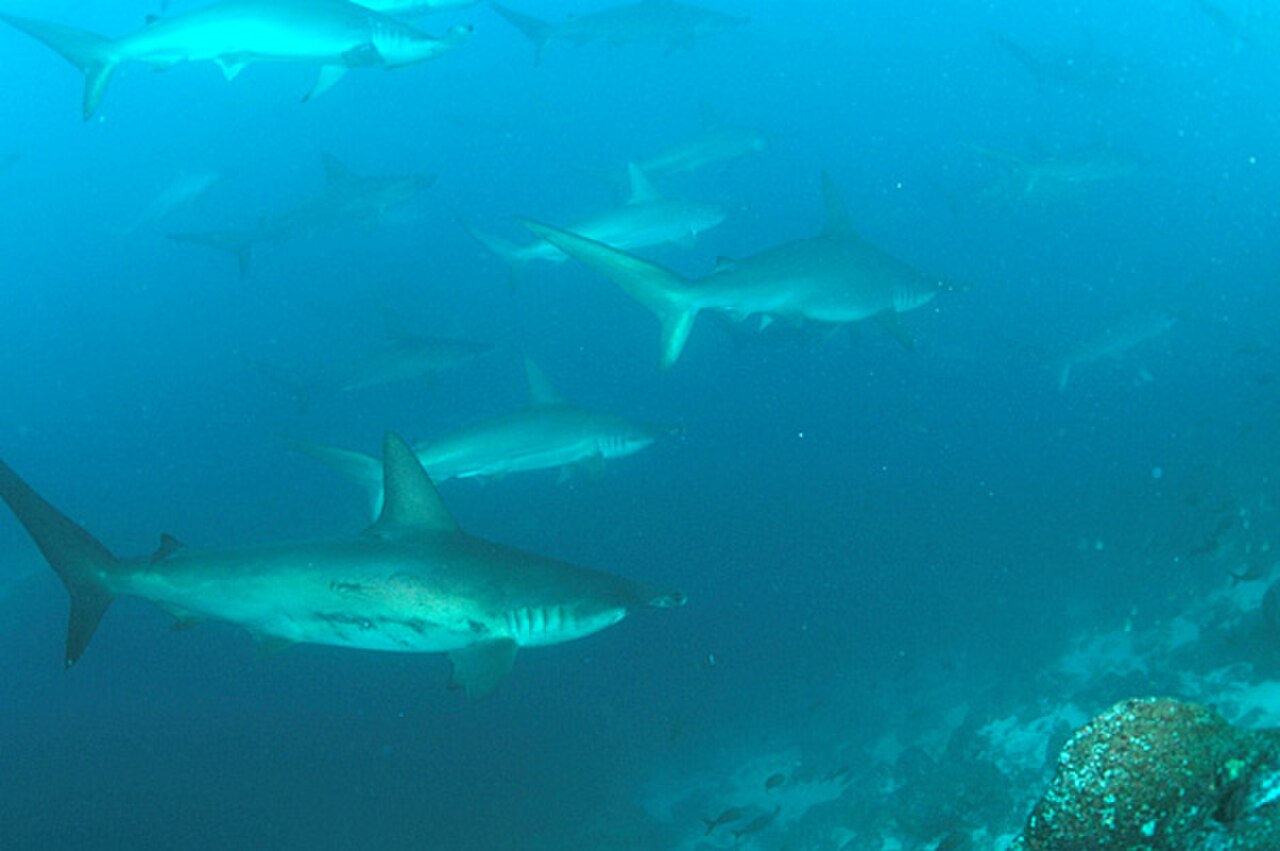 School of Hammerhead sharks.jpg