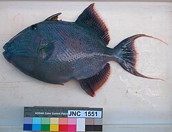 With scale bar, in New Caledonia
