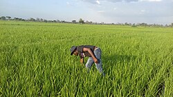 A man attends to a rice field in Ngenge Village, Kween District-Eastern Uganda