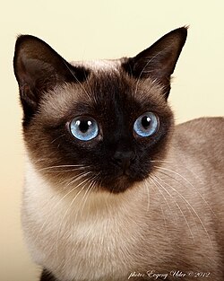 Seal point traditional Thai cat with a round head