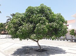 Young mango tree