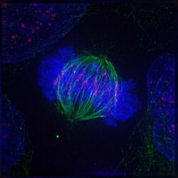 Metaphase: The centrosomes have moved to the poles of the cell and have established the mitotic spindle. The chromosomes have congressed at the metaphase plate.