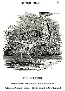 Bittern