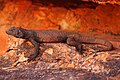 Large male chuckwalla, picture taken in the White Tank Mountains near Surprise, Arizona