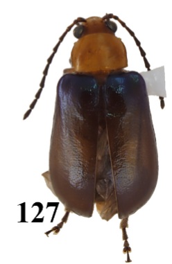 Scelida nigricornis
