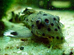 Close-up of a Leporacanthicus catfish on a sandy substrate, showing its spotted body and fin patterns.