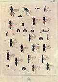 another Meigen illustration (figure 1) the remaining illustrations are of Paragus species