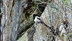 Rzongi Kor Cave located in Sharchey Village of Batalik Sector in Kargil The Eurasian magpie, a common sight in Kargil