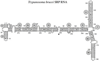Eukaryotic protist SRP RNA from Trypanosoma brucei