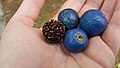 Three fruit and a pyrene—may possibly be E. grandis