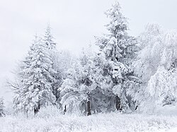 Snowy winter landscape with trees at Shipka Pass