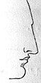 Class II. (Greek or Straight Nose)