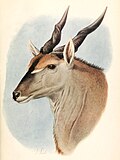 Illustration of T. o. pattersonianus
