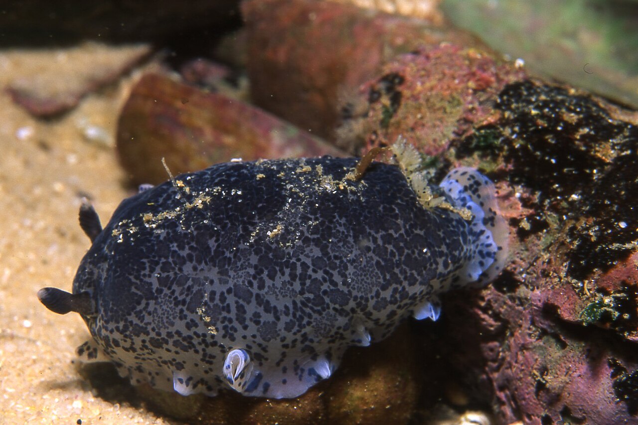 Bluespeckled dendrodoris.jpg