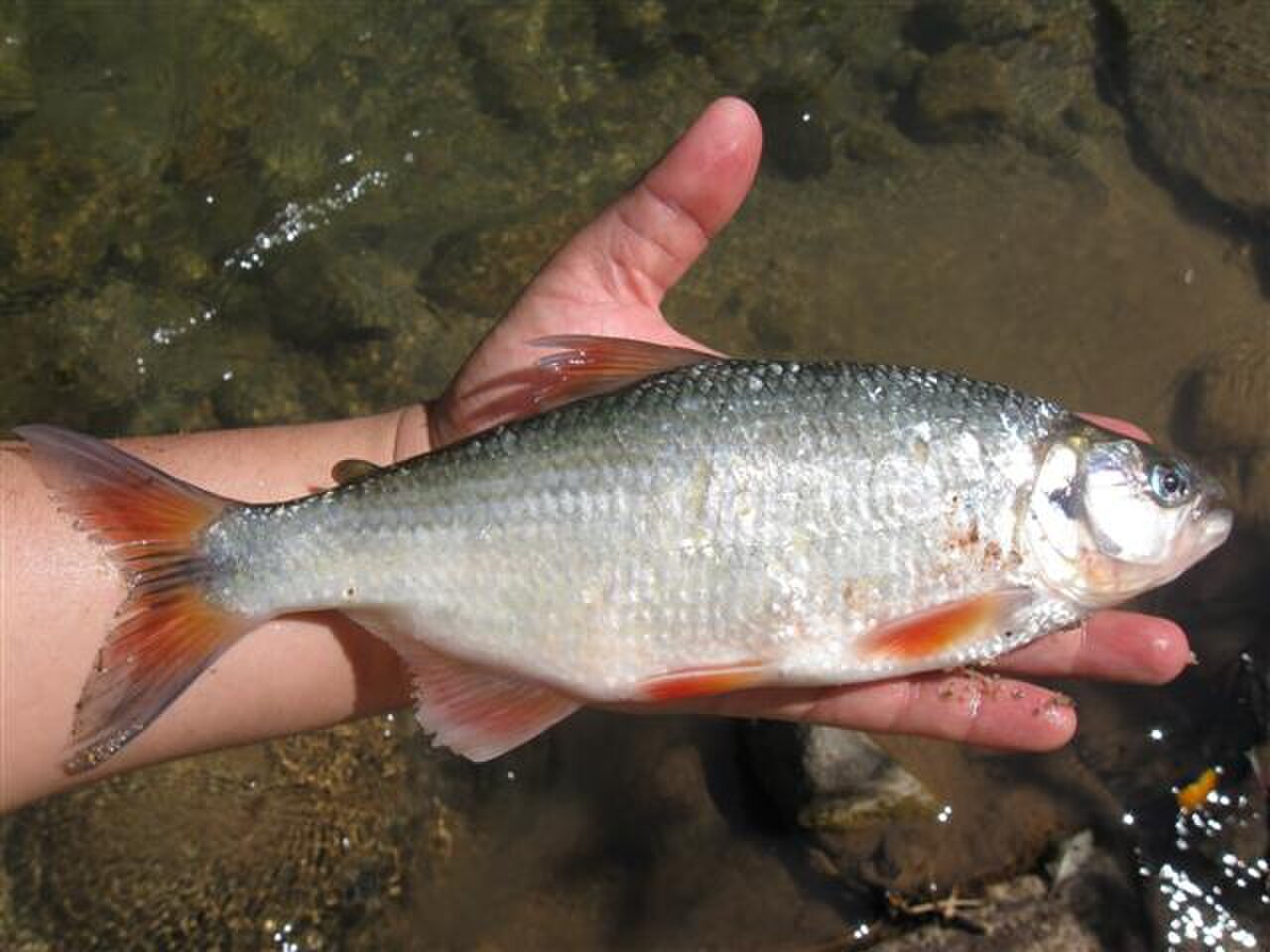 Brycon henni 02.JPG