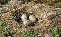 Great black-backed gull (Larus marinus), small clutch
