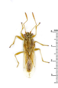 A top-down photo of a cymoninus sechellensis bug. It is yellowish brown in colour, and a ruler placed next to it shows its length to be just over 3 mm.