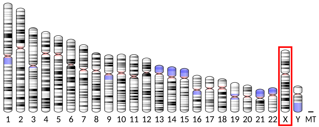Ideogram human chromosome X.svg
